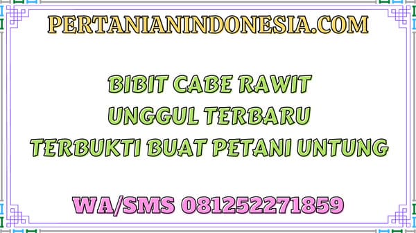 Bibit Cabe Rawit Unggul Terbaru Terbukti Buat Petani Untung